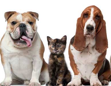How to take your pets from India to USA